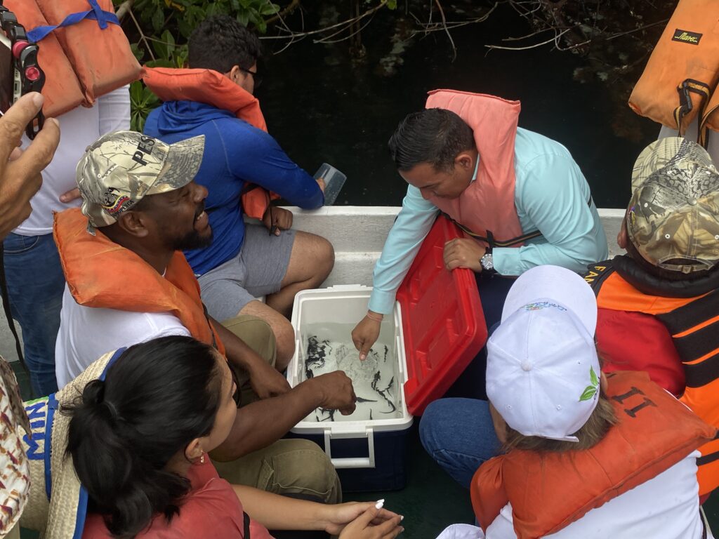 Ministro de Ecosocialismo, Josué Lorca, junto al viceministro de Pesca y Acuicultura, Ronny Leiba, liberan los caballitos de mar